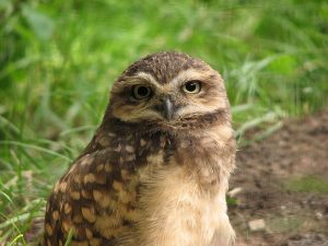 Hispaniolan Burrowing Owl