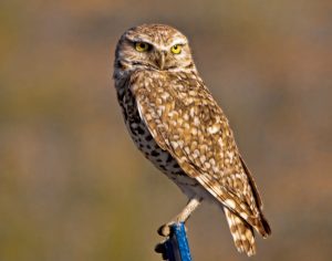 Images of Burrowing Owl