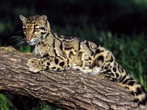 Pictures of Clouded Leopard