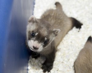 Baby Black Footed Ferret