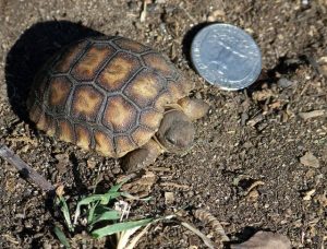 Baby Desert Tortoise