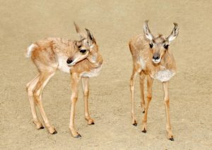 Baby Pronghorn