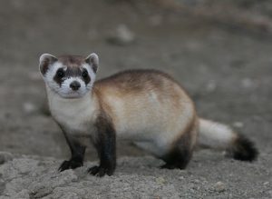 Black Footed Ferret