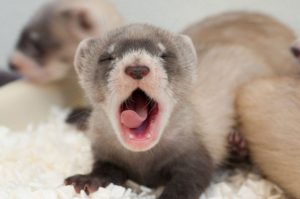 Black Footed Ferret Baby