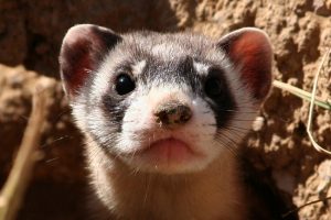 Black Footed Ferret Face