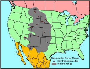 Black Footed Ferret Habitat