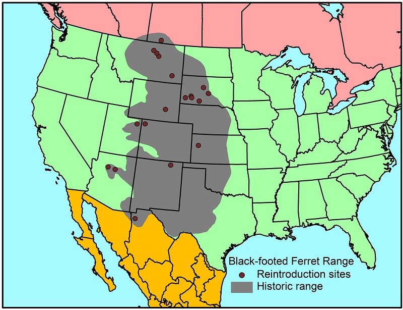 Black Footed Ferret Population Chart