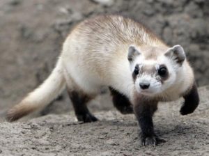 Black Footed Ferret Images