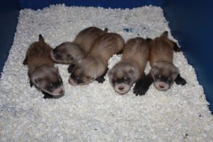 Black Footed Ferret Kits