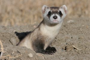 Black Footed Ferret Pictures