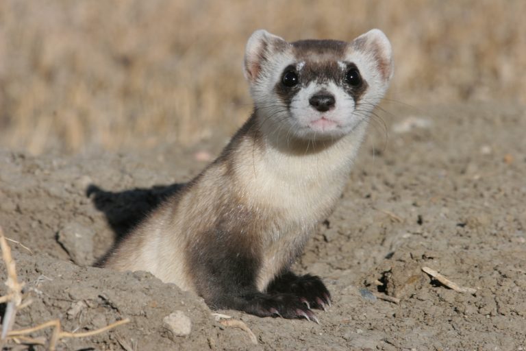 Blackfooted Ferret Facts, Habitat, Diet, Life Cycle, Babies, Pictures