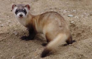 Black-Footed Ferret