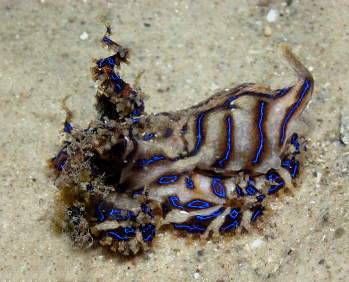 Blue-ringed Octopus In Defensive Photograph by Bruce Shafer - Pixels