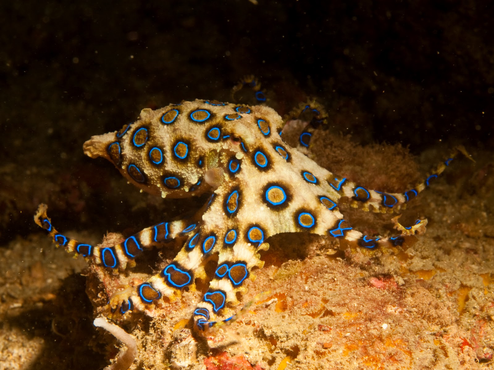 Blue-ringed Octopus - Museums Victoria