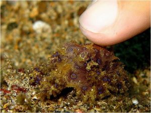 Blue-Ringed Octopus Baby