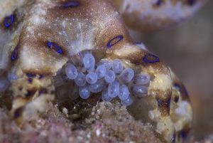 Blue-Ringed Octopus Eggs