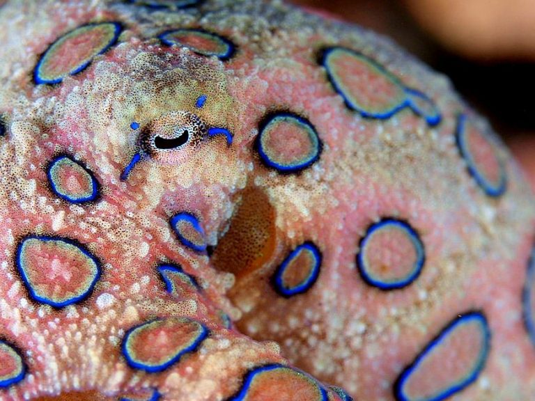 BlueRinged Octopus Facts, Habitat, Life Cycle, Venom, Pictures