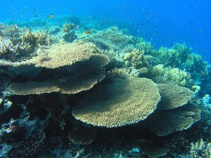 Blue-Ringed Octopus Habitat