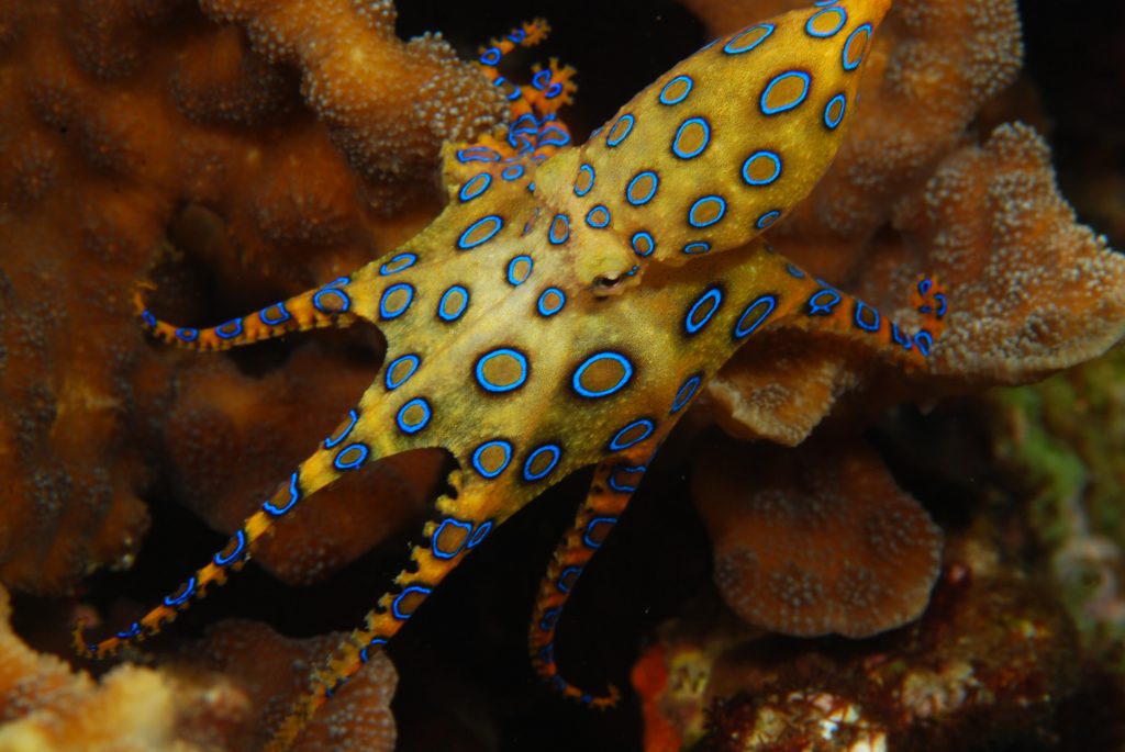 BlueRinged Octopus Facts, Habitat, Life Cycle, Venom, Pictures