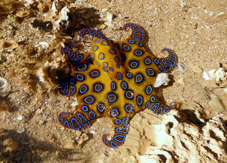 Greater Blue-ringed Octopus, Hapalochlaena lunulata | Blue Planet Archive