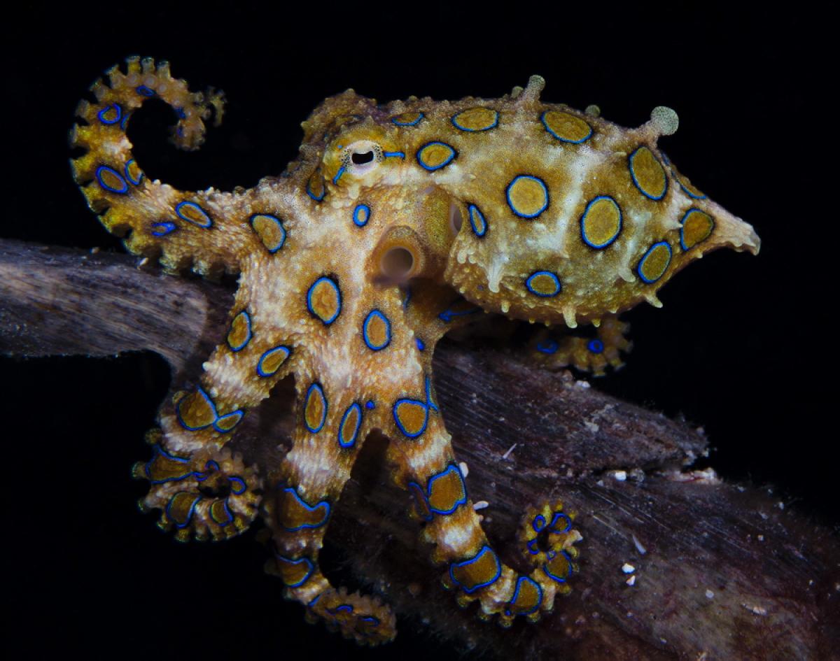 A blue-ringed octopus bite is rare but potentially deadly. Here's what you  need to know - ABC News