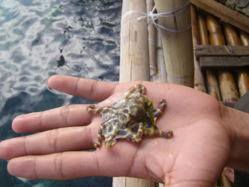 Blue-Ringed Octopus, small octopus growing to 10cm in length