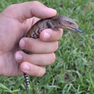 Blue-Tongued Skink Baby