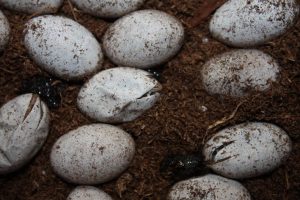 Blue Tongued Skink Eggs