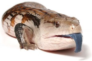 Blue-Tongued Skink Images