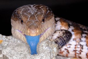 Blue Tongued Skink Images