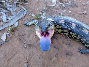 Blue Tongued Skink Pictures