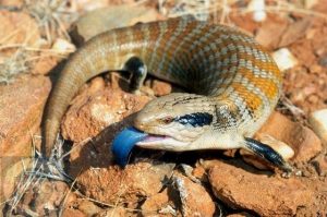 Blue-Tongued Skink Pictures