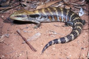 Blue Tongued Skink