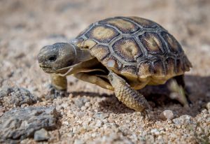 Desert Tortoise Facts, Habitat, Diet, Life Cycle, Baby, Pictures