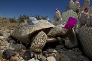 Desert Tortoise Eating