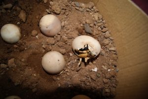 Desert Tortoise Eggs