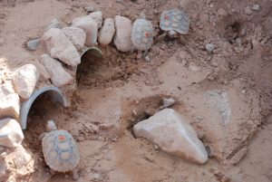 Desert Tortoise Habitat