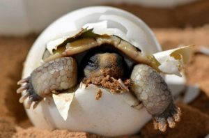 Desert Tortoise Hatching
