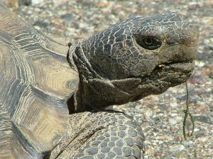 Desert Tortoise Head