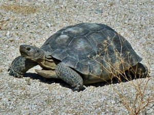 Desert Tortoise Photos