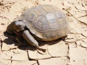 Desert Tortoise Pictures