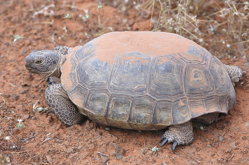 Desert Tortoise Facts, Habitat, Diet, Adaptations, Life Cycle, Baby,  Pictures