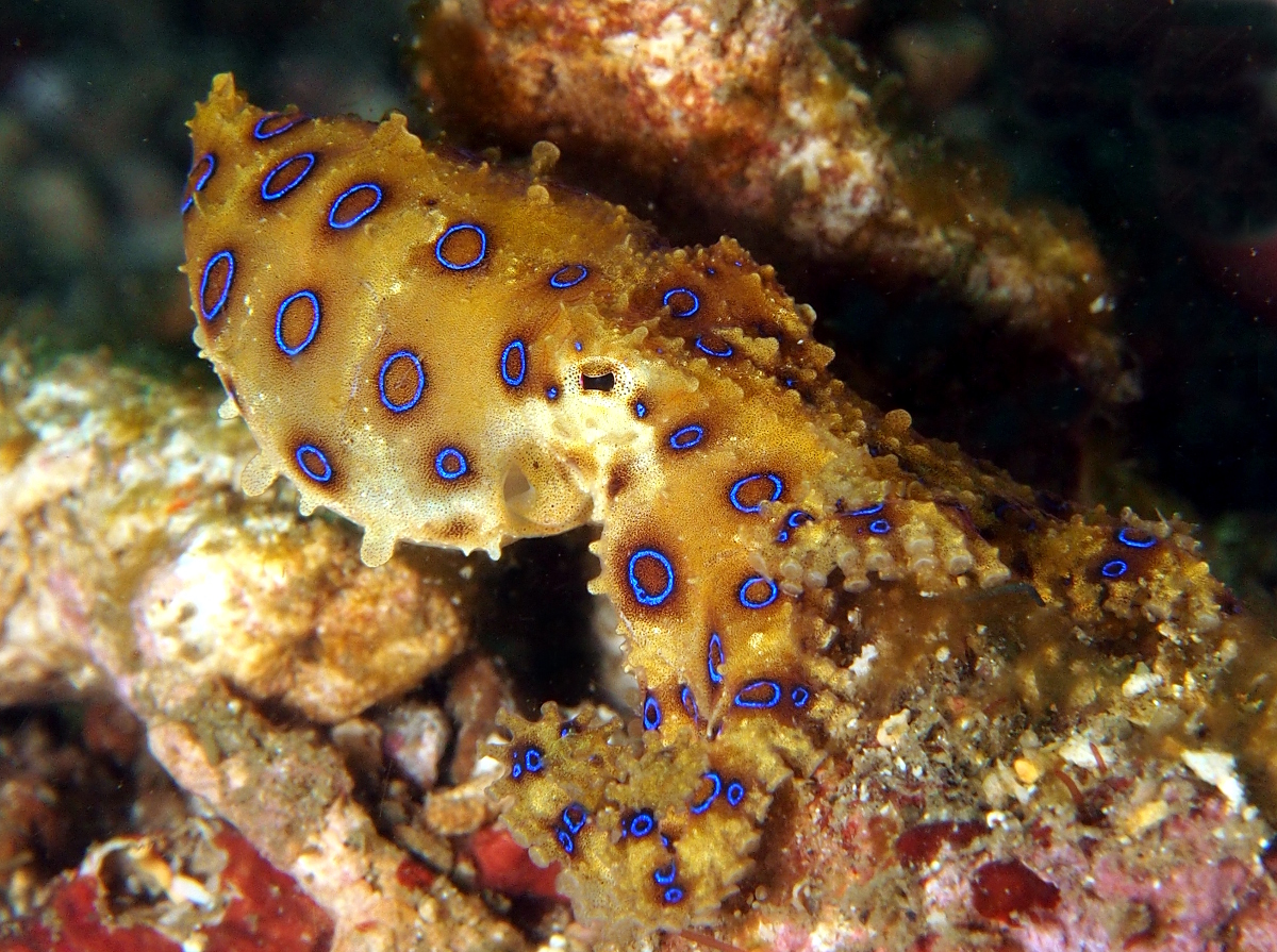 Blue Ringed Octopus | Great Southern Reef