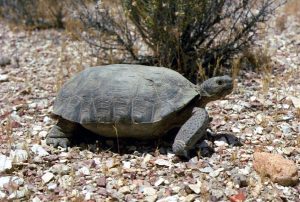 Nevada Desert Tortoise