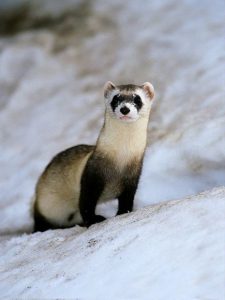 Pictures of Black Footed Ferret