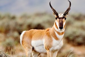 Pronghorn Antelope