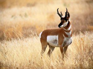 Pronghorn Deer