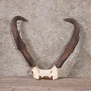 Pronghorn Horn