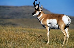 Pronghorn Images