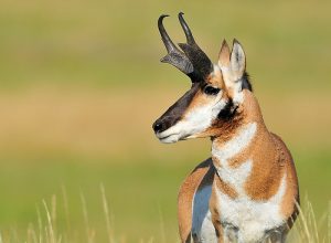 Pronghorn Male